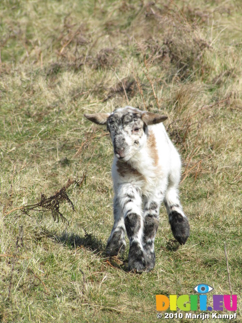 SX12637 Little lamb running down hill